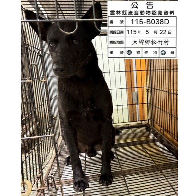 混種犬