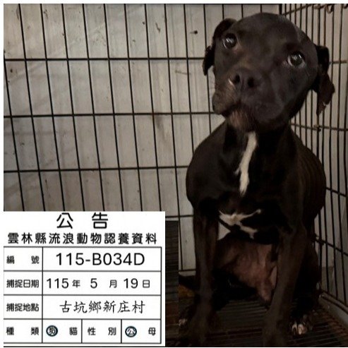 比特犬