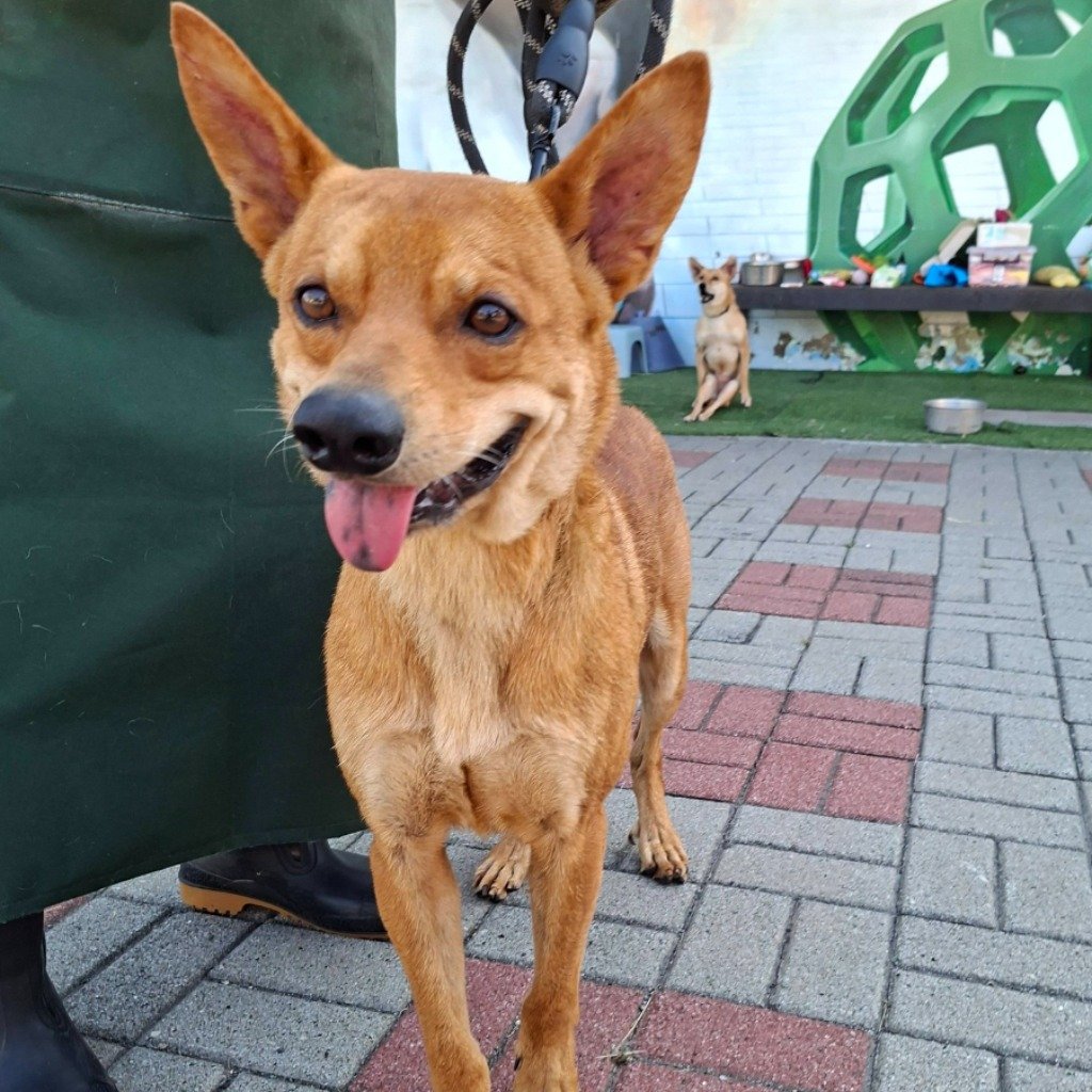混種犬