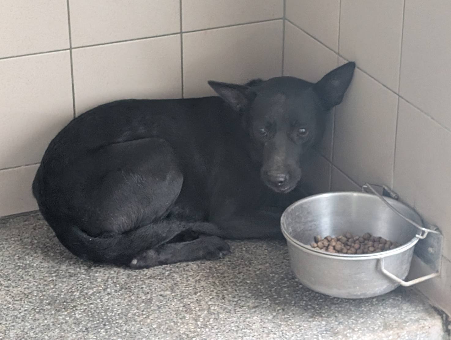 混種犬