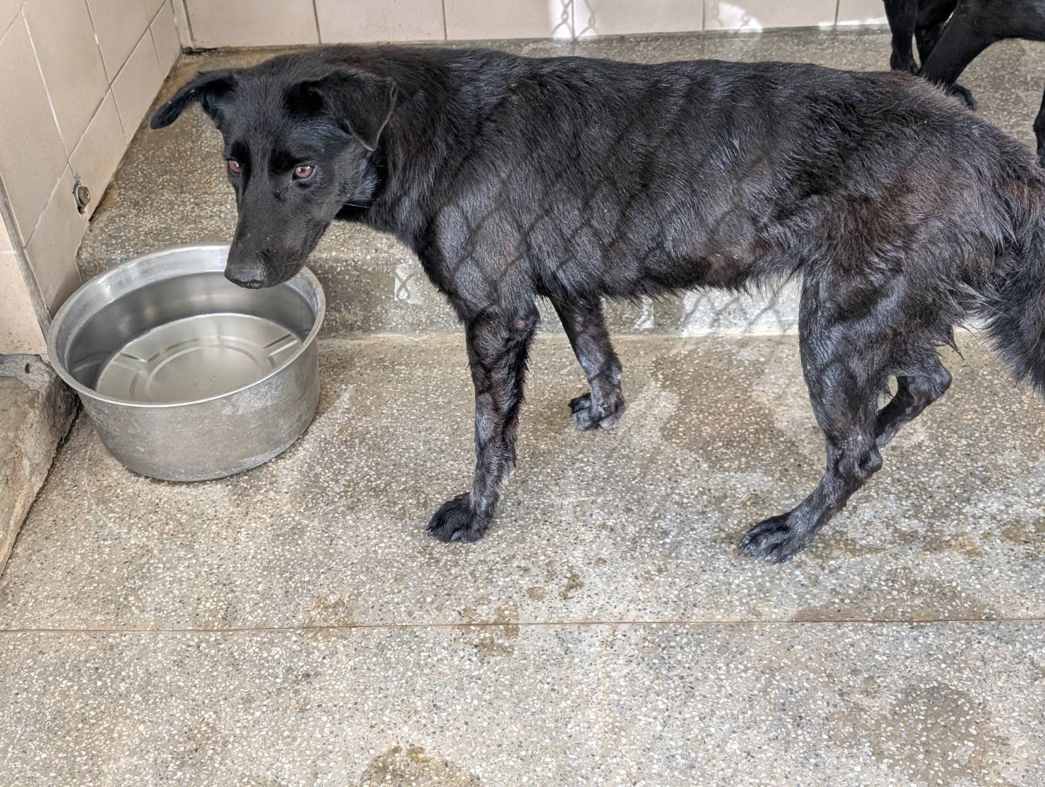 混種犬