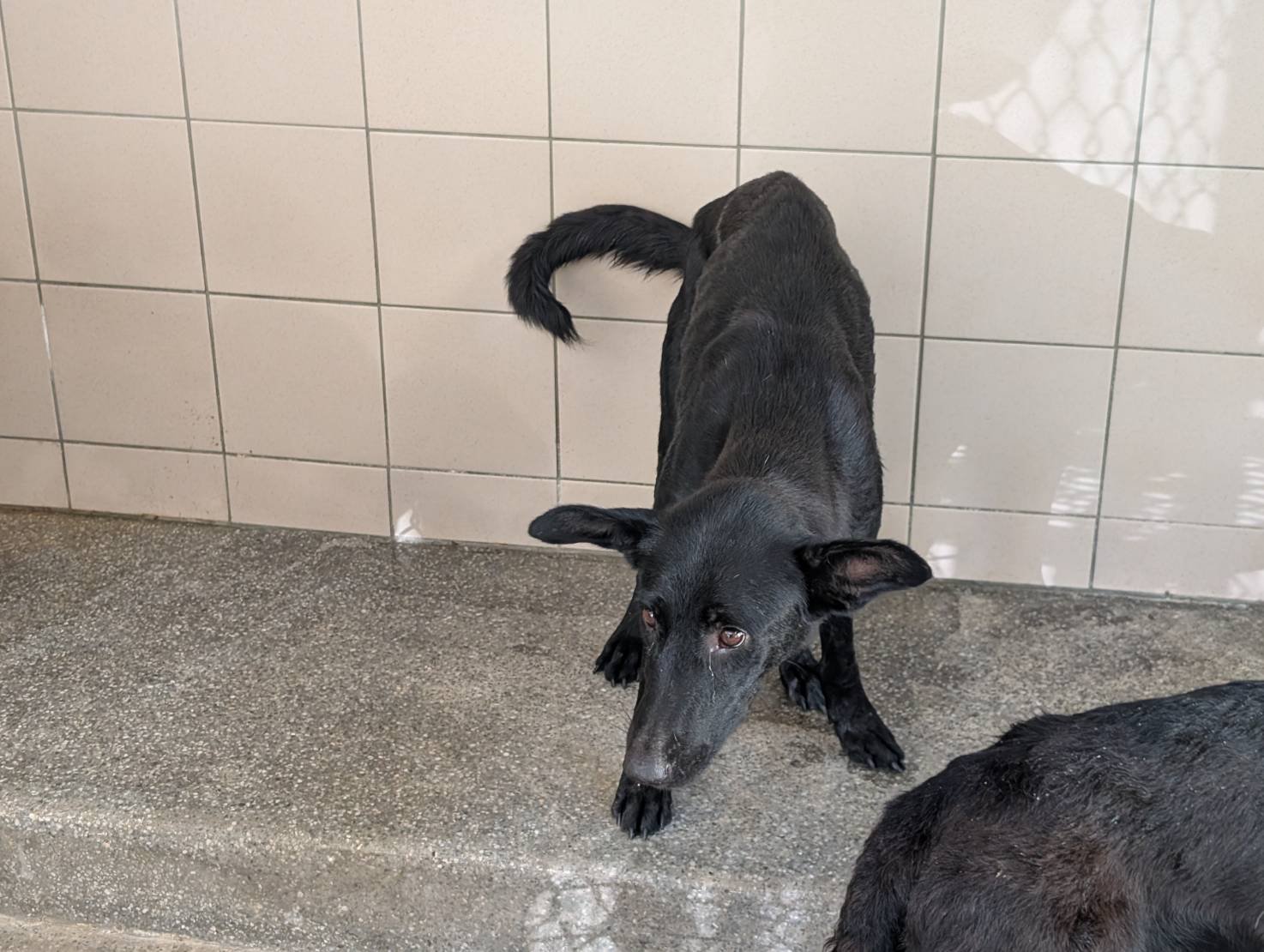 混種犬