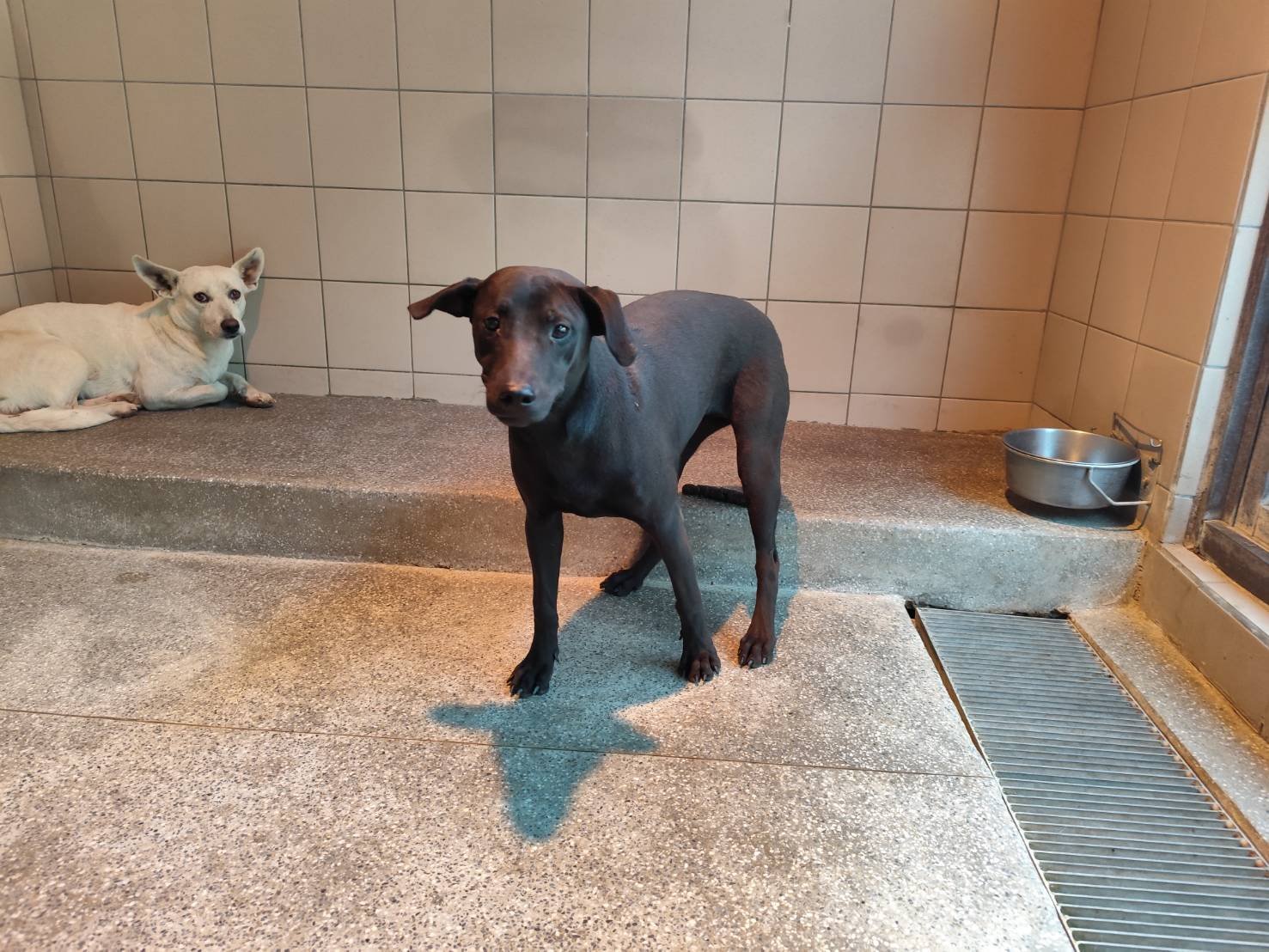 混種犬