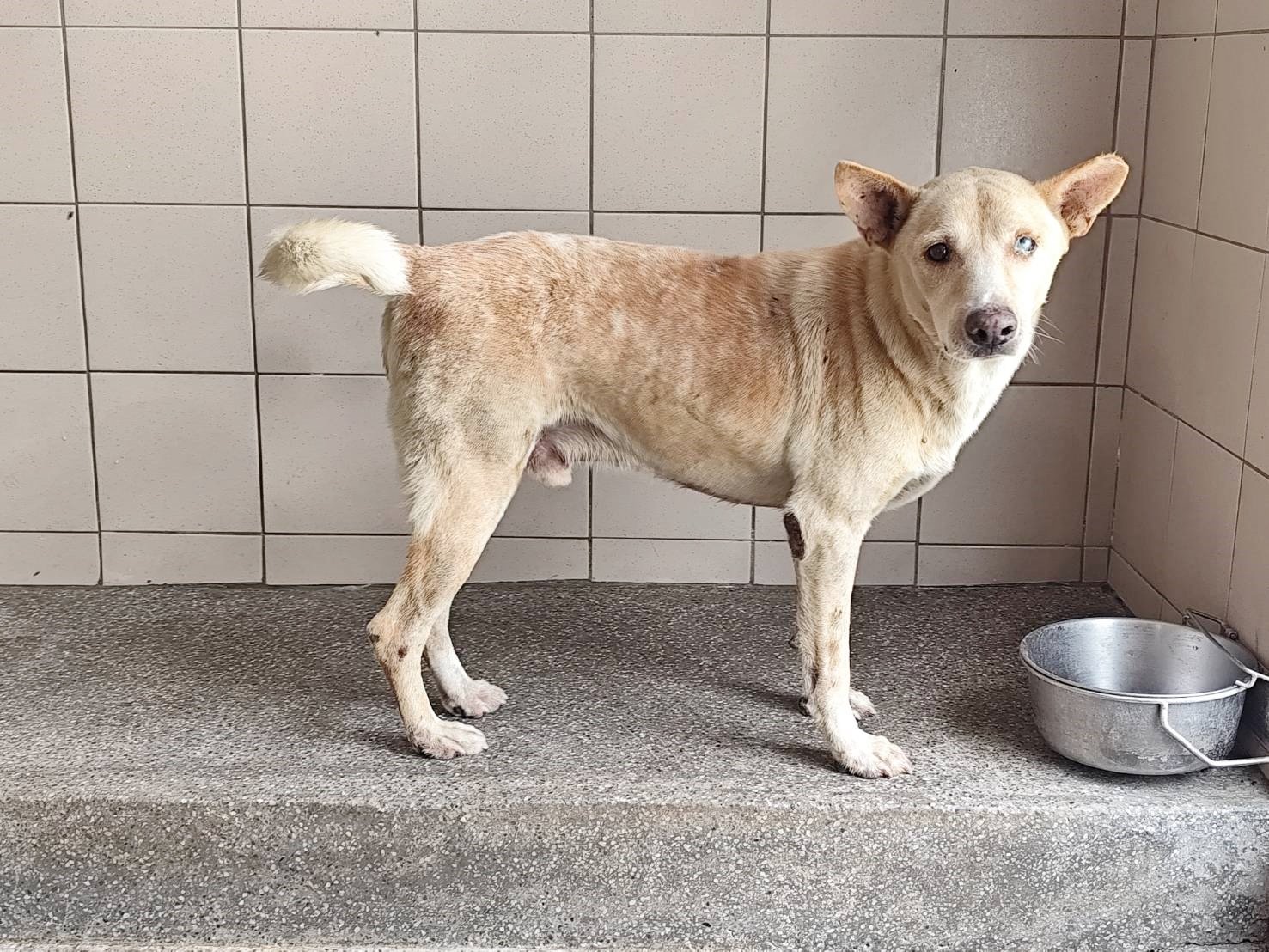 混種犬