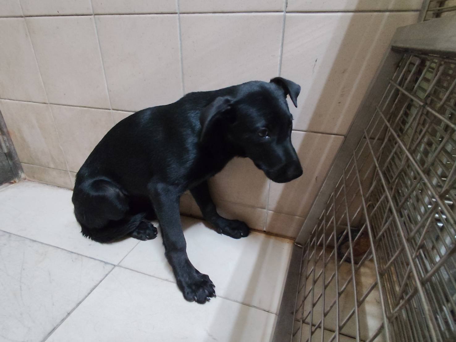 混種犬