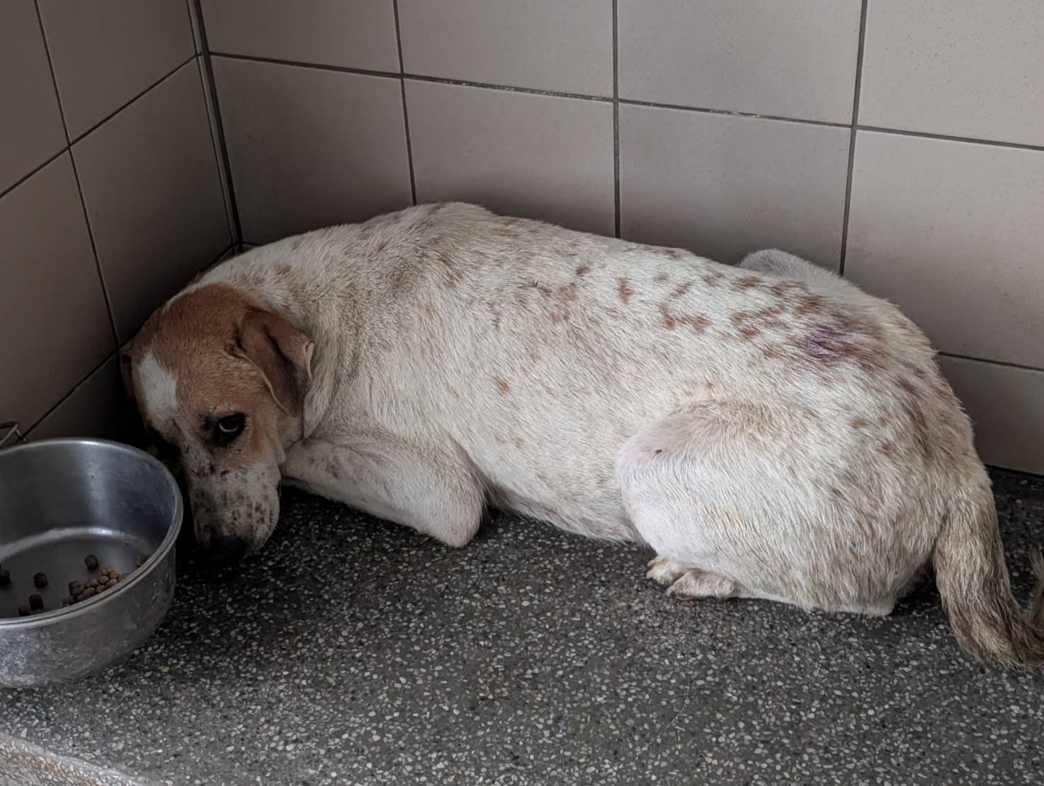 混種犬