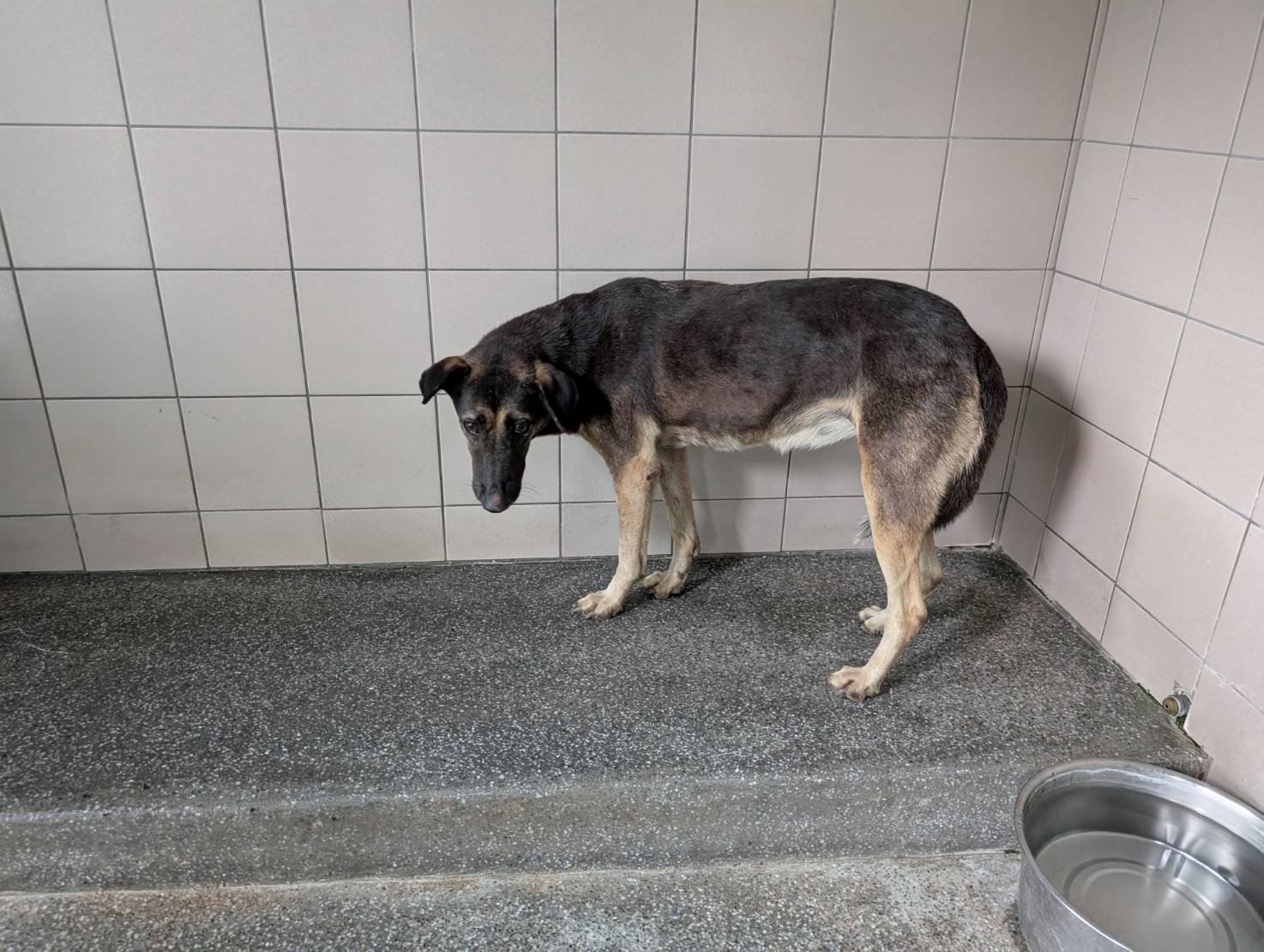 混種犬