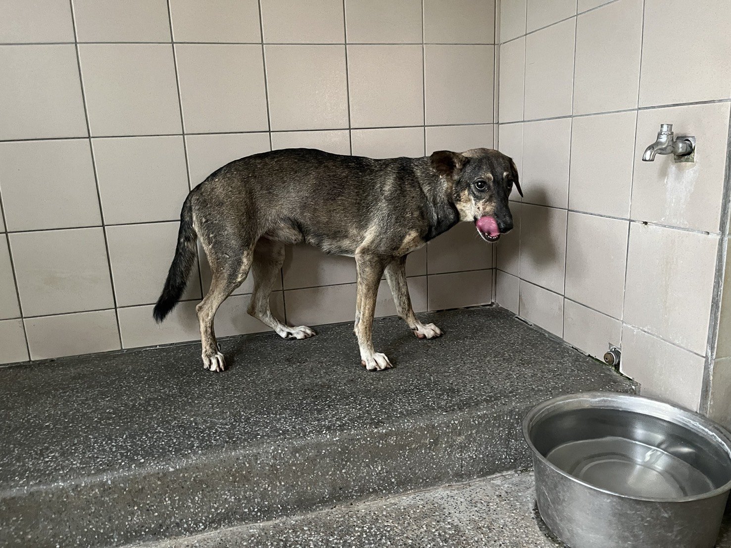 混種犬