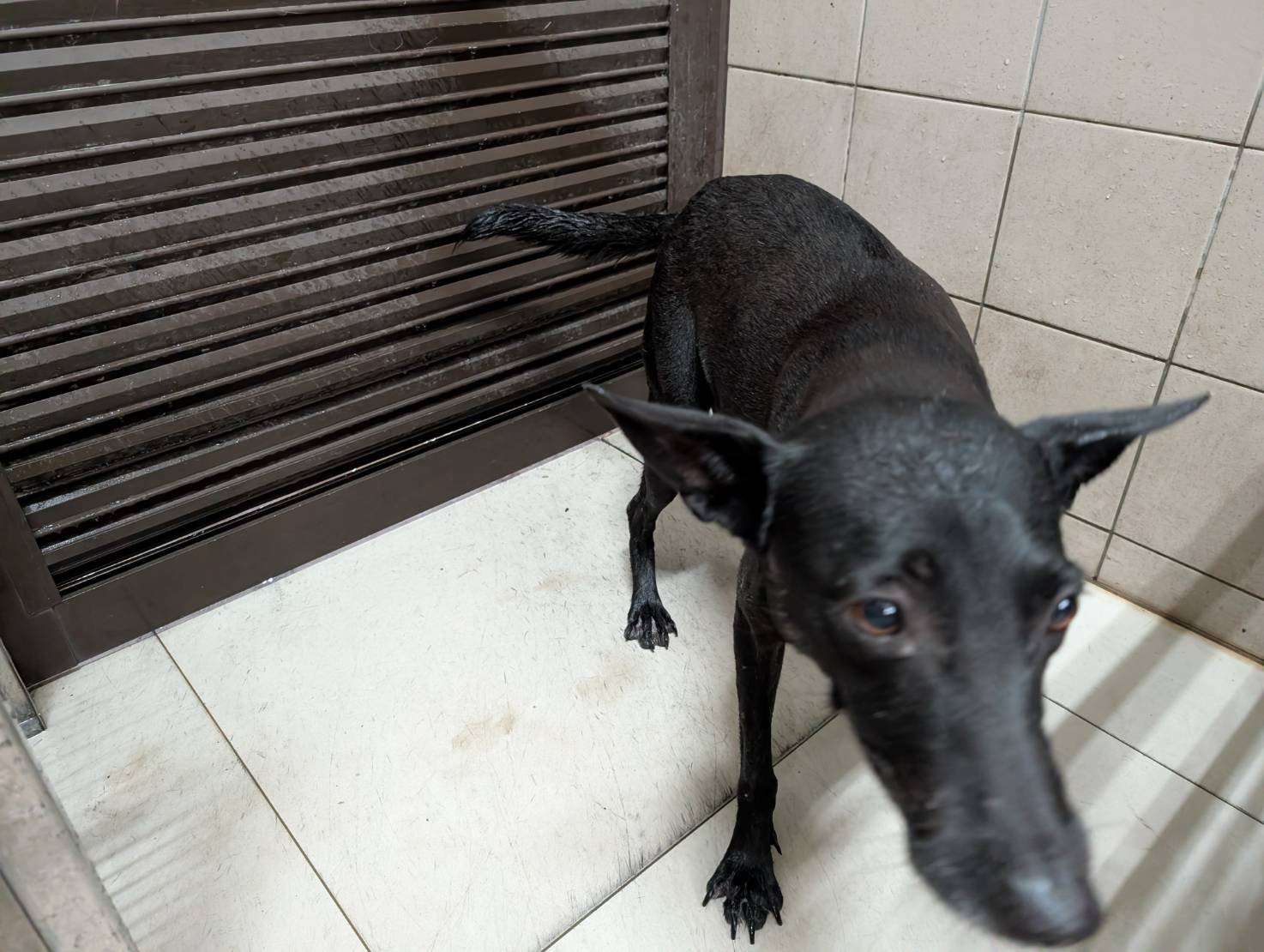 混種犬