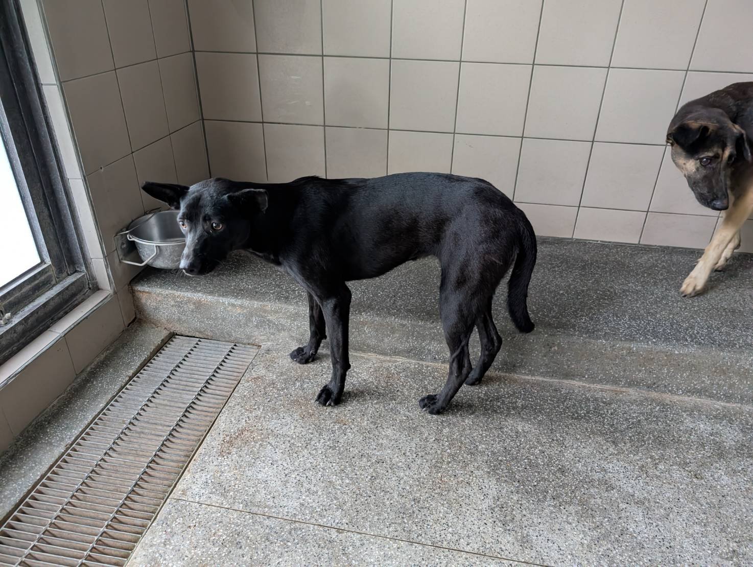 混種犬