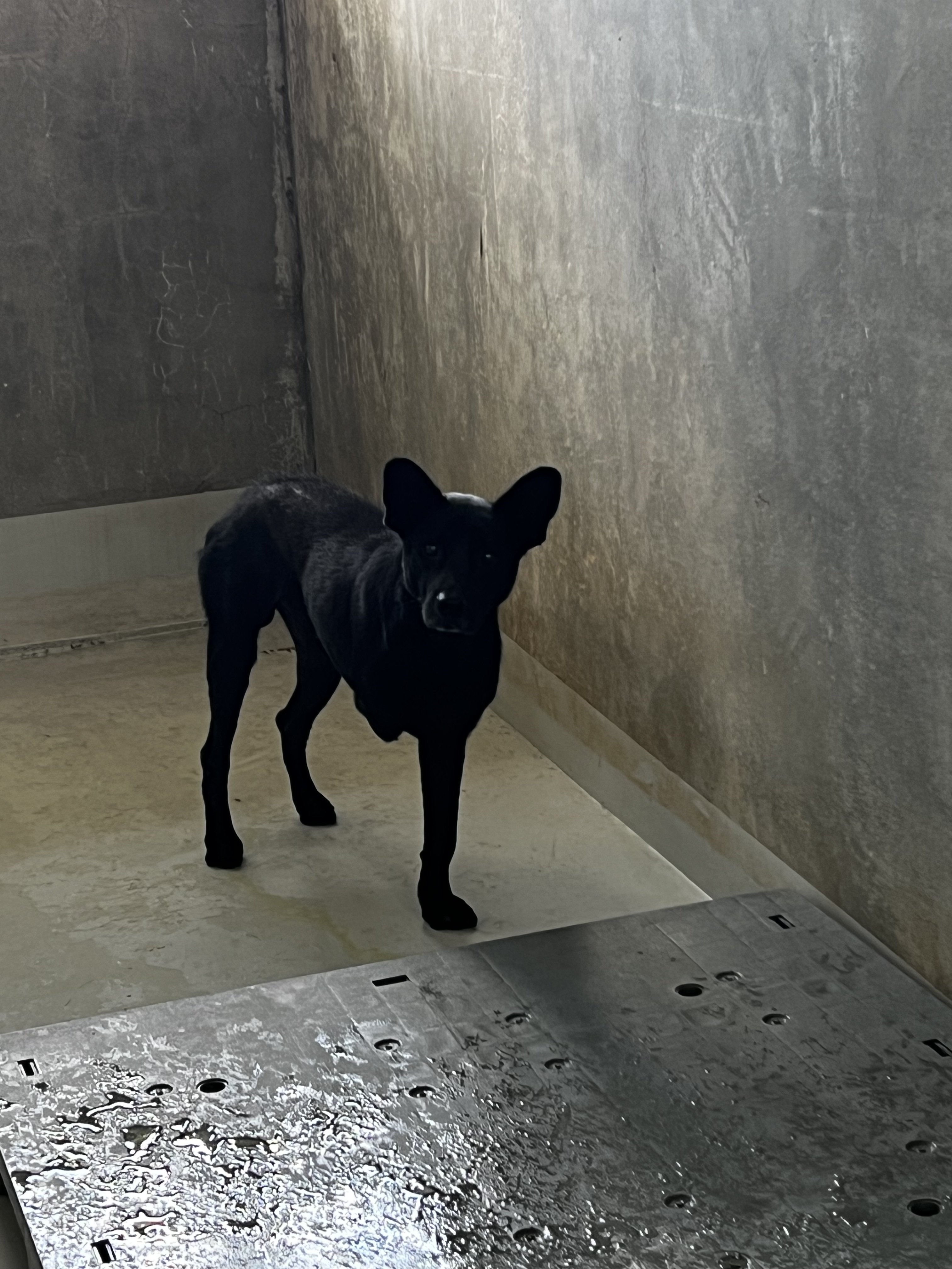 混種犬