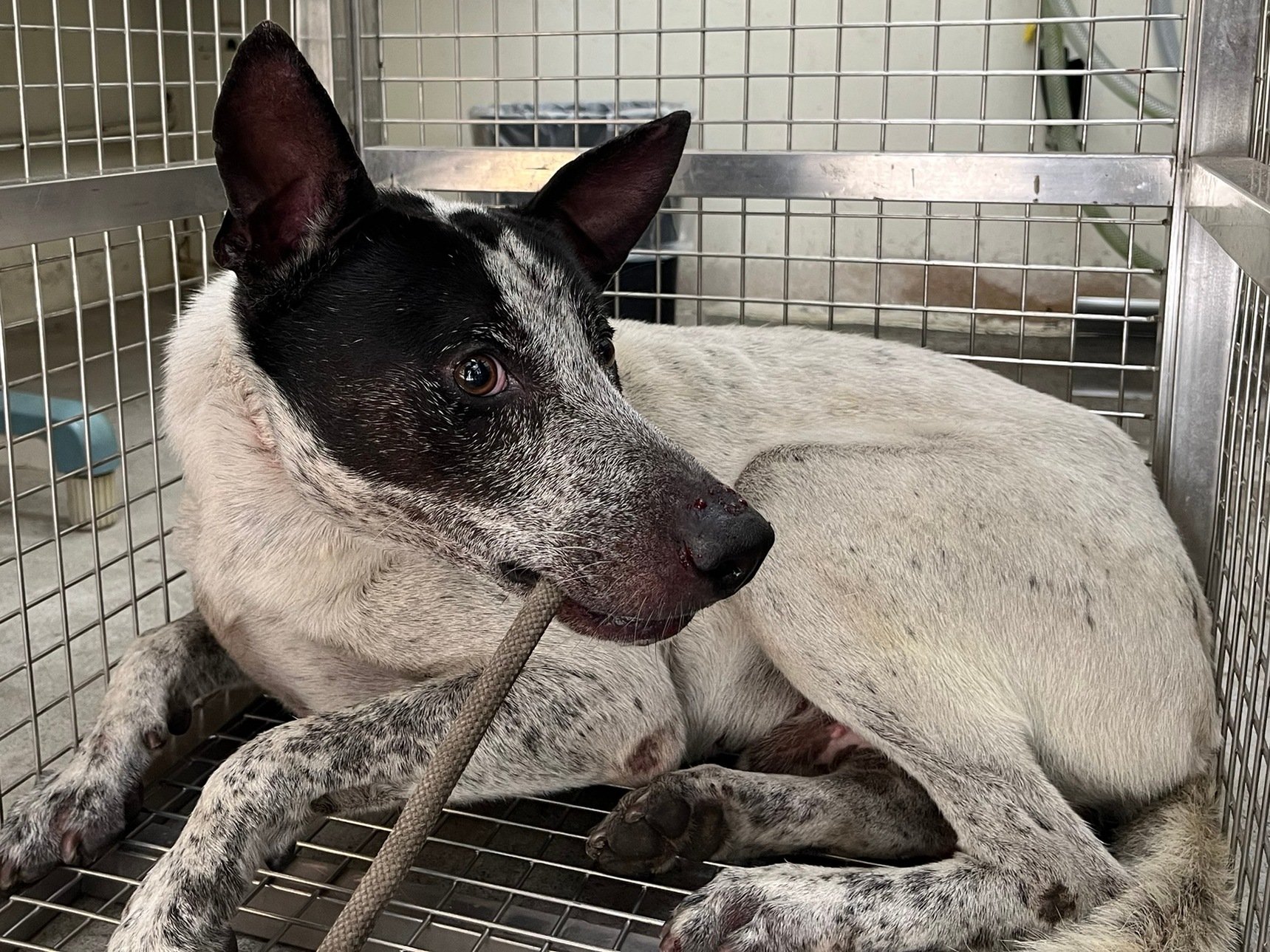 混種犬