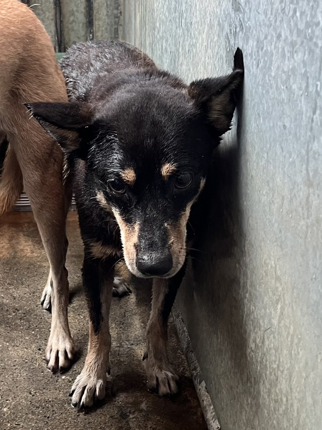 混種犬