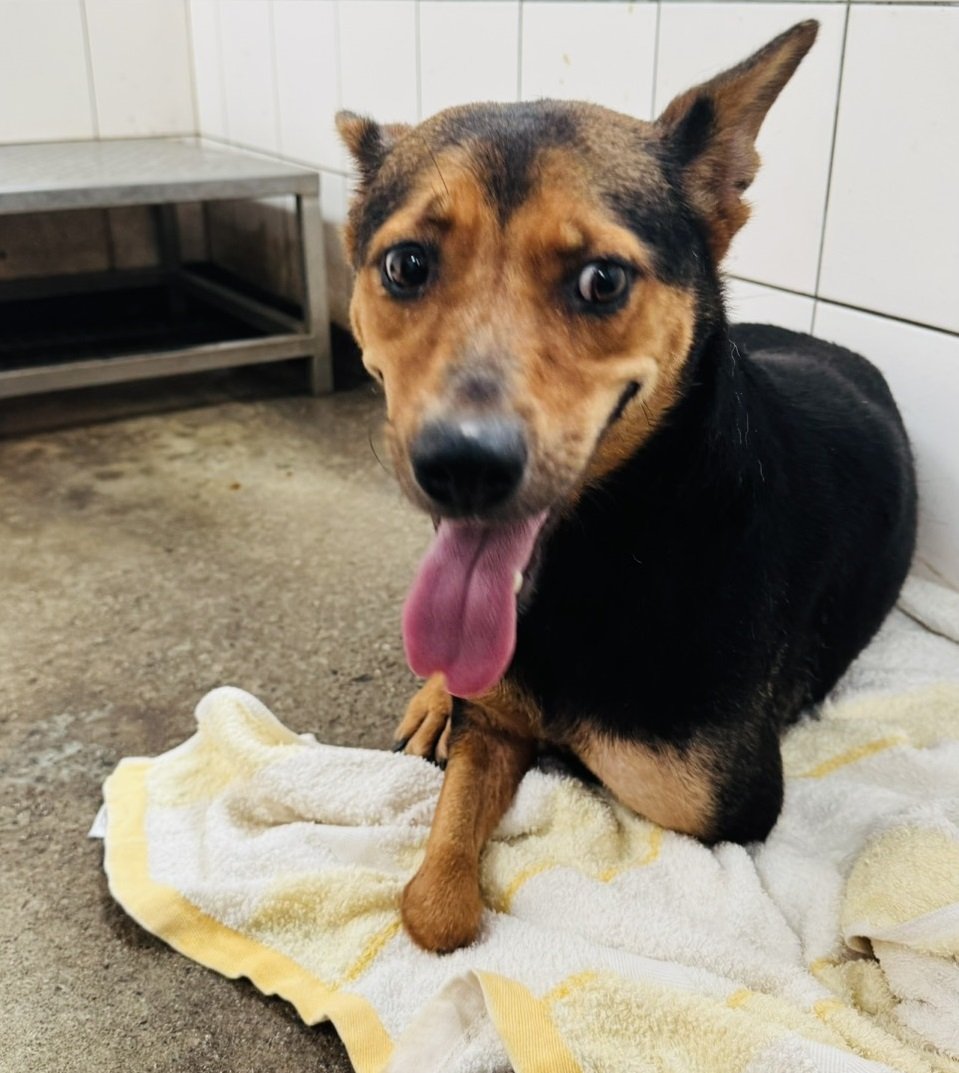 混種犬