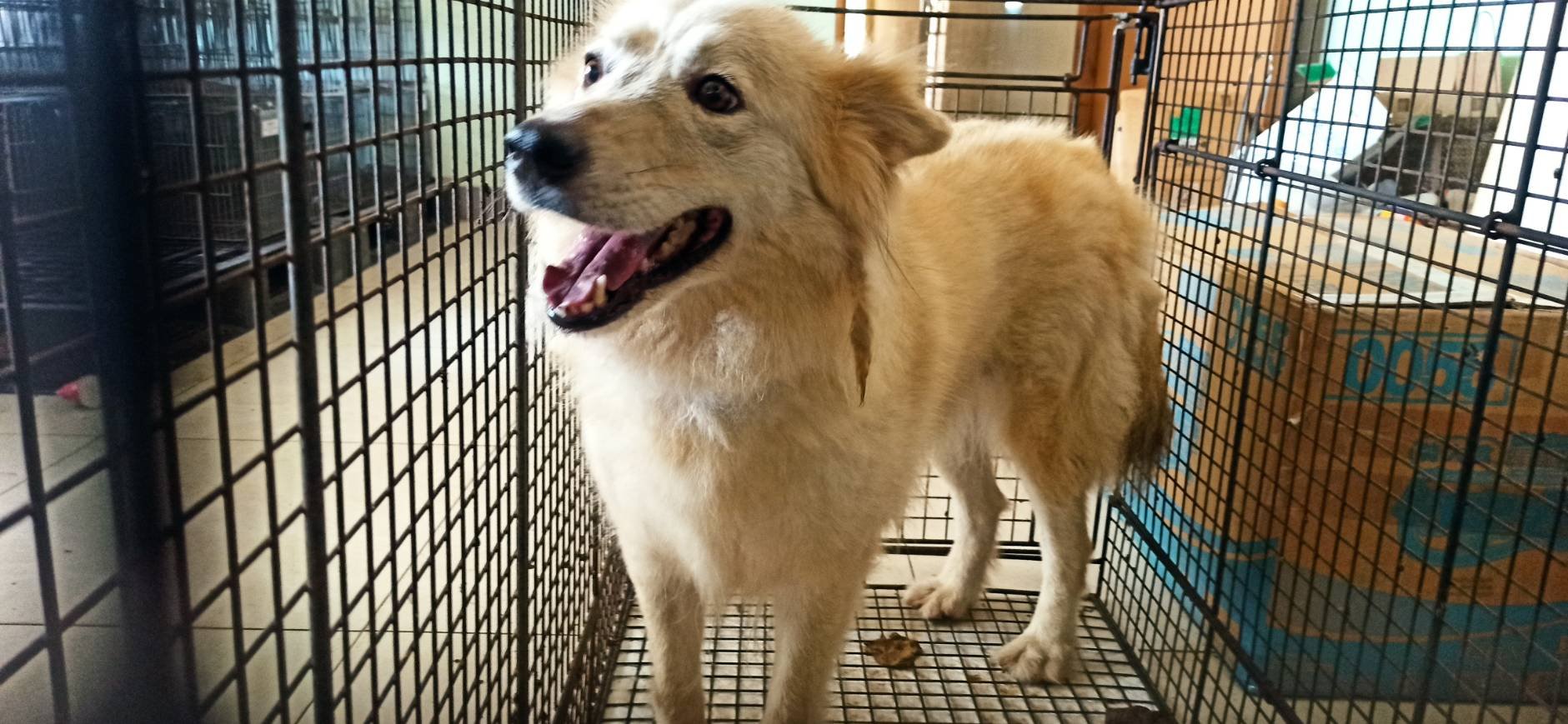 混種犬