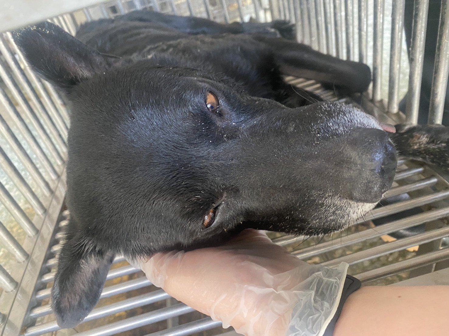 混種犬