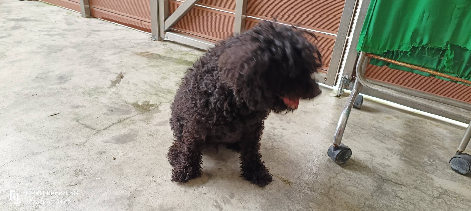 玩具貴賓犬