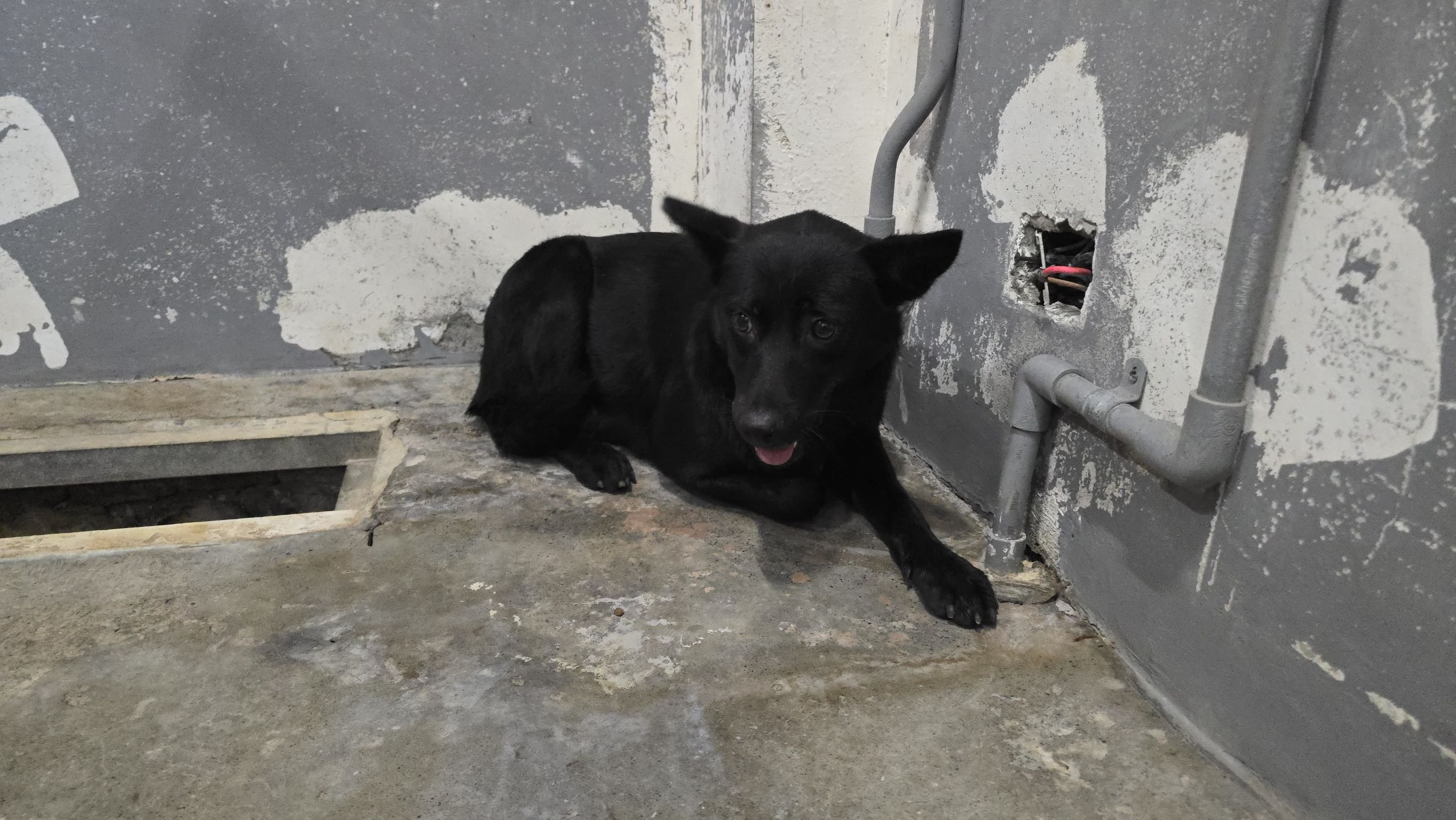 混種犬