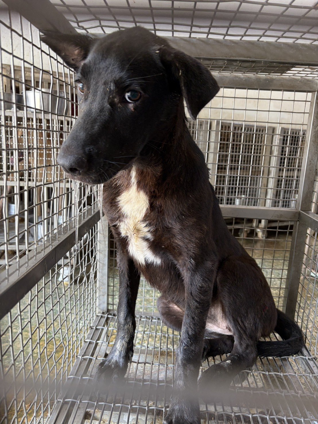 混種犬
