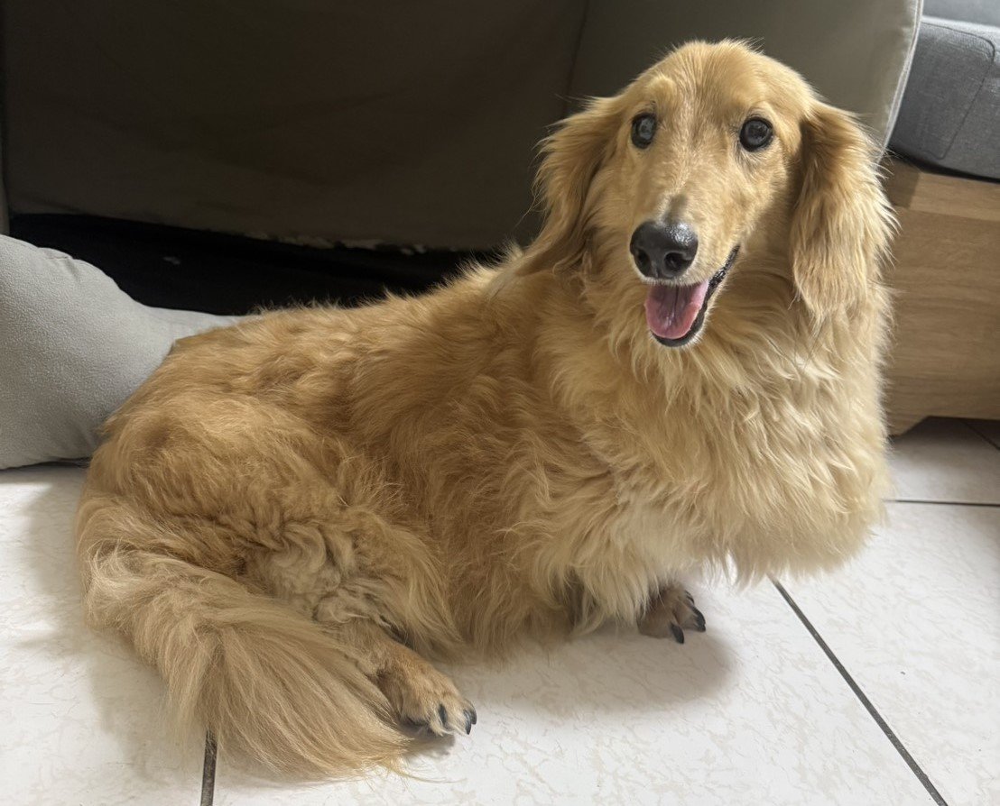 臘腸犬