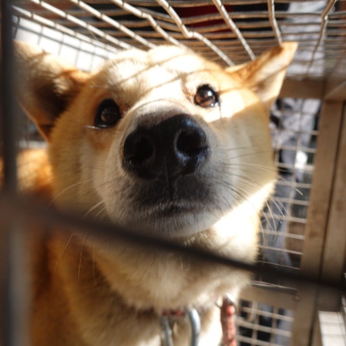 柴犬