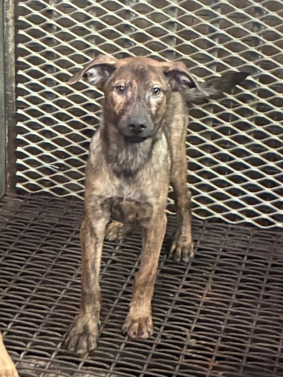 混種犬