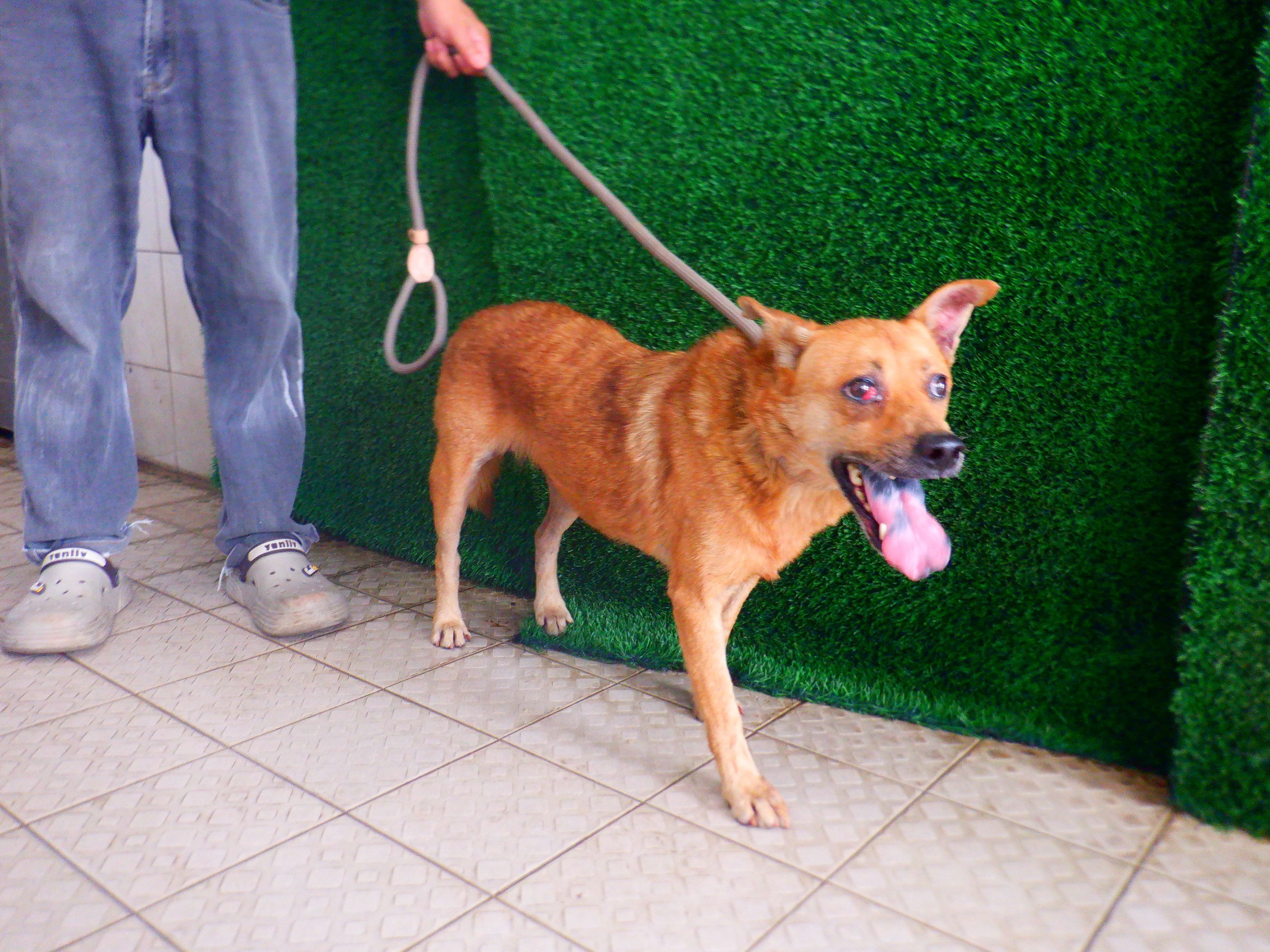 混種犬