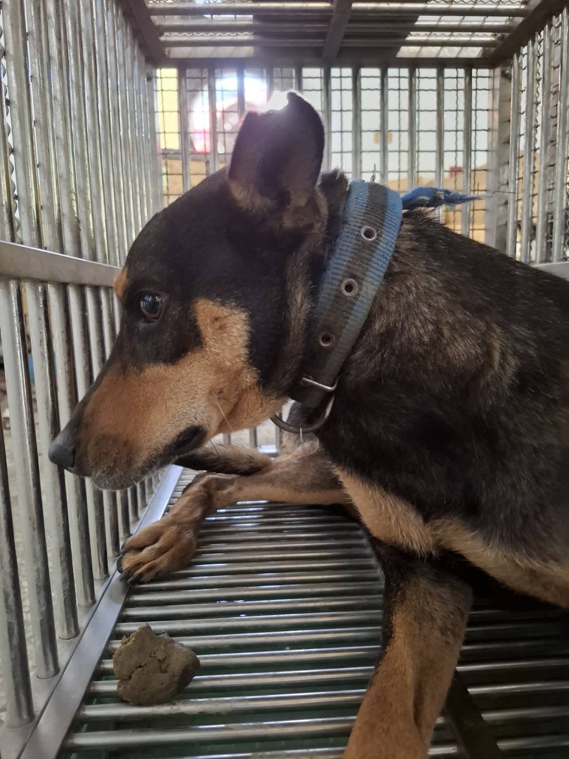 混種犬