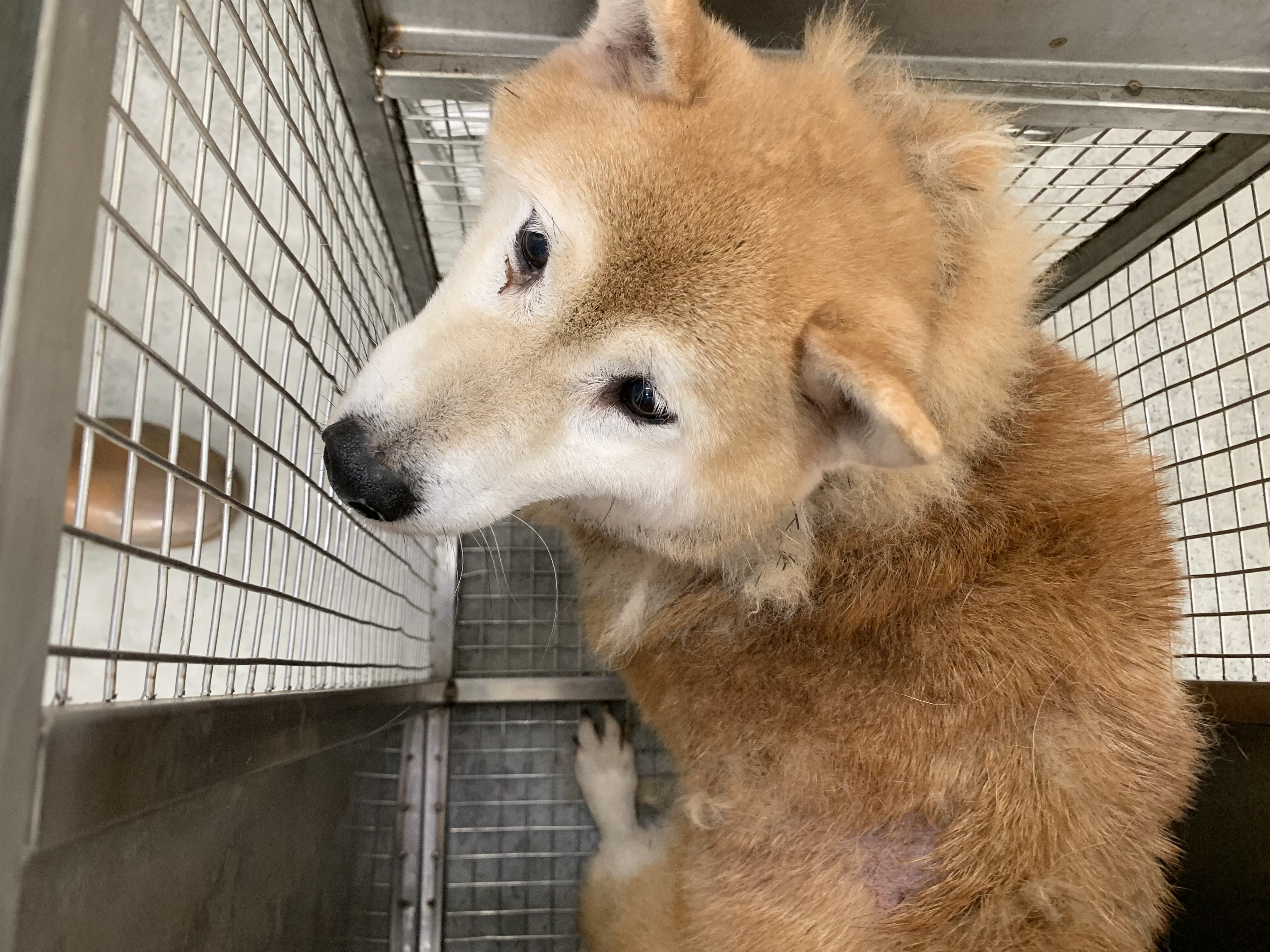 柴犬