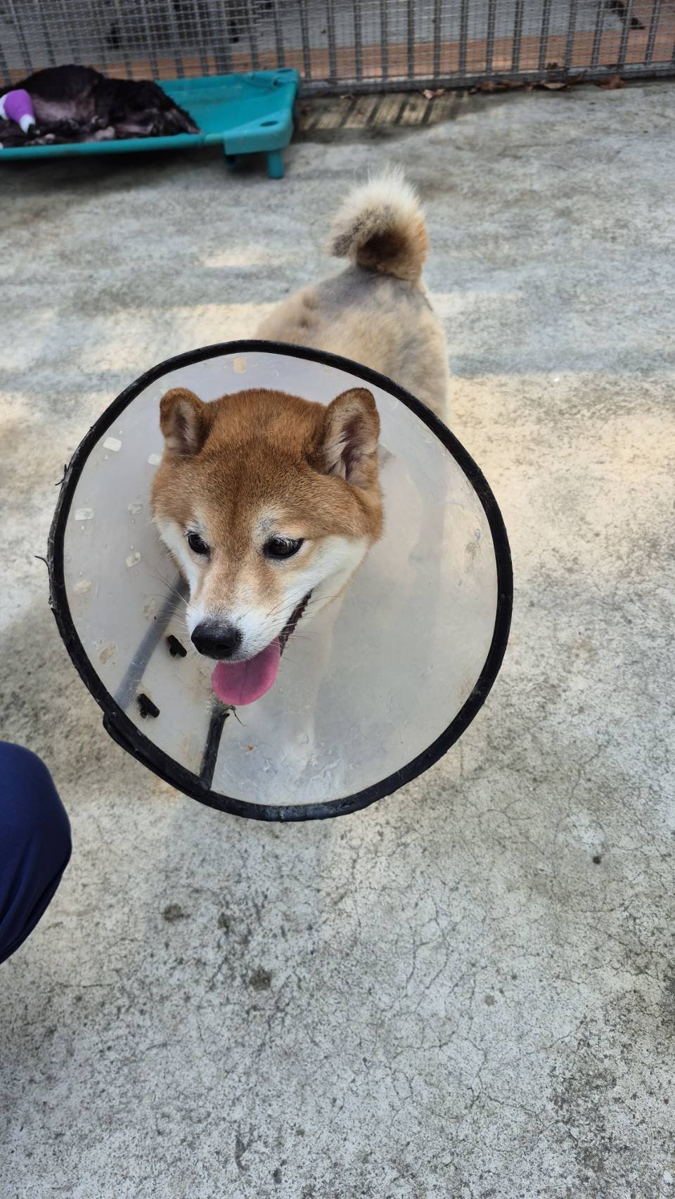 柴犬