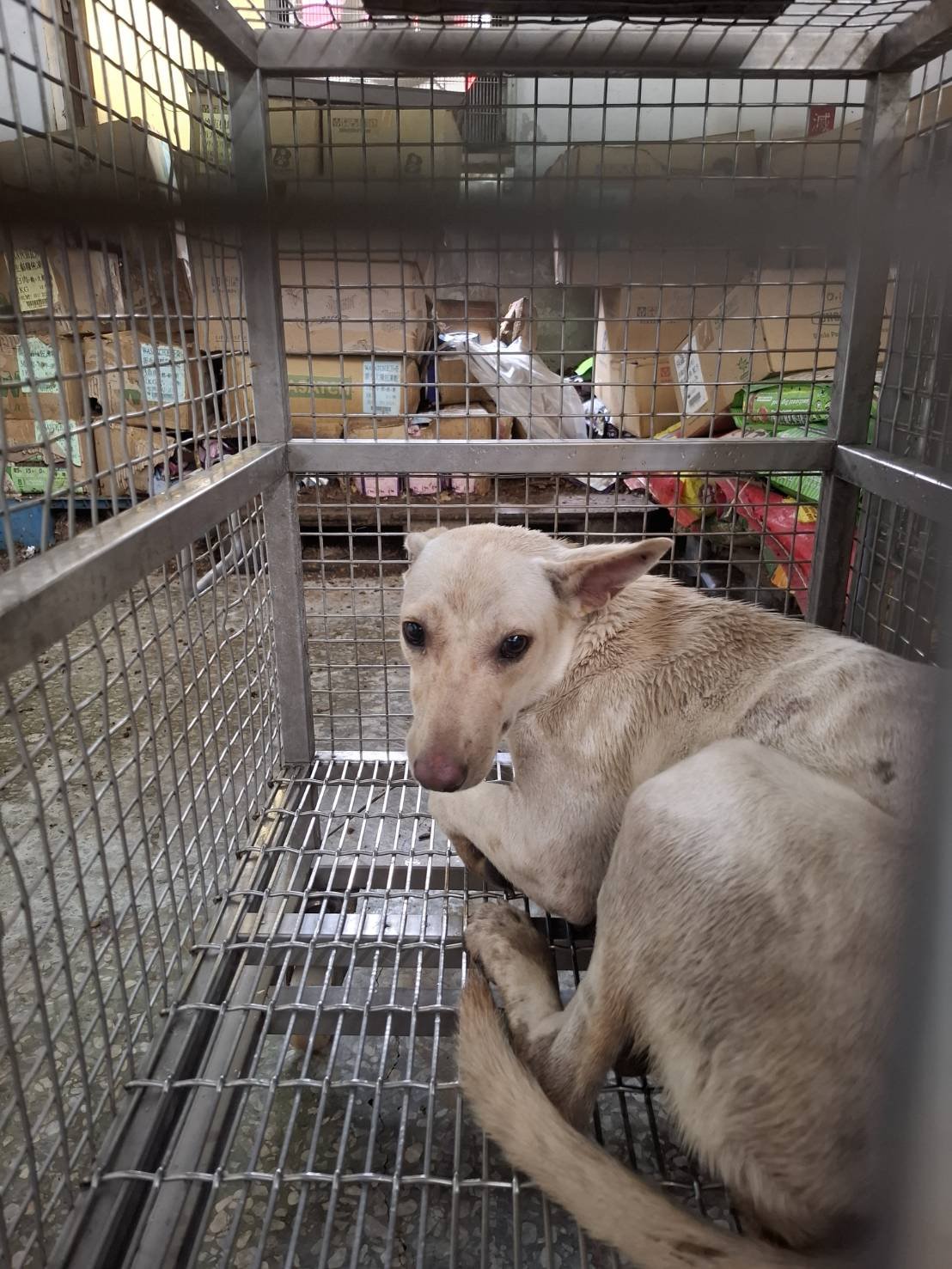混種犬