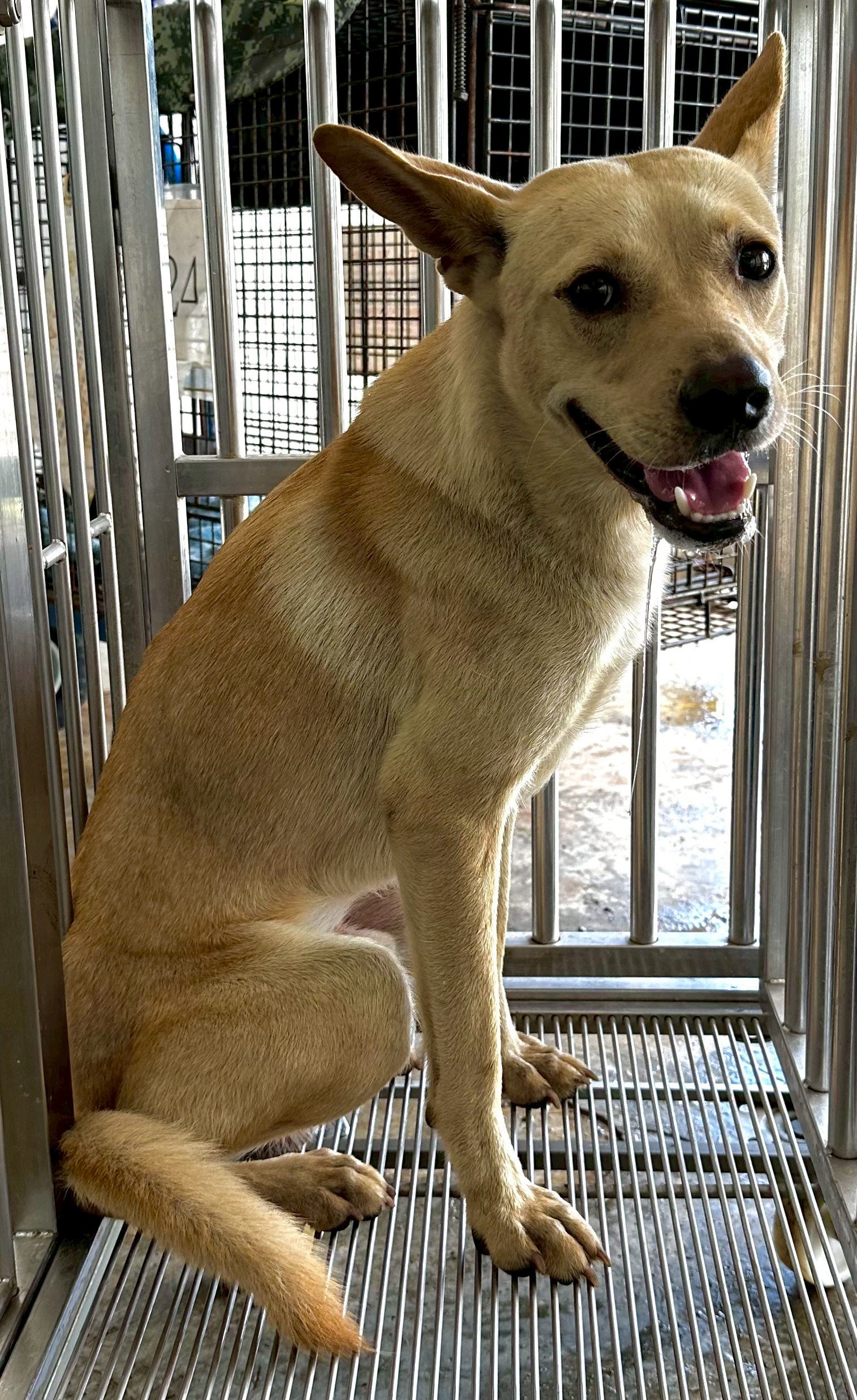 混種犬