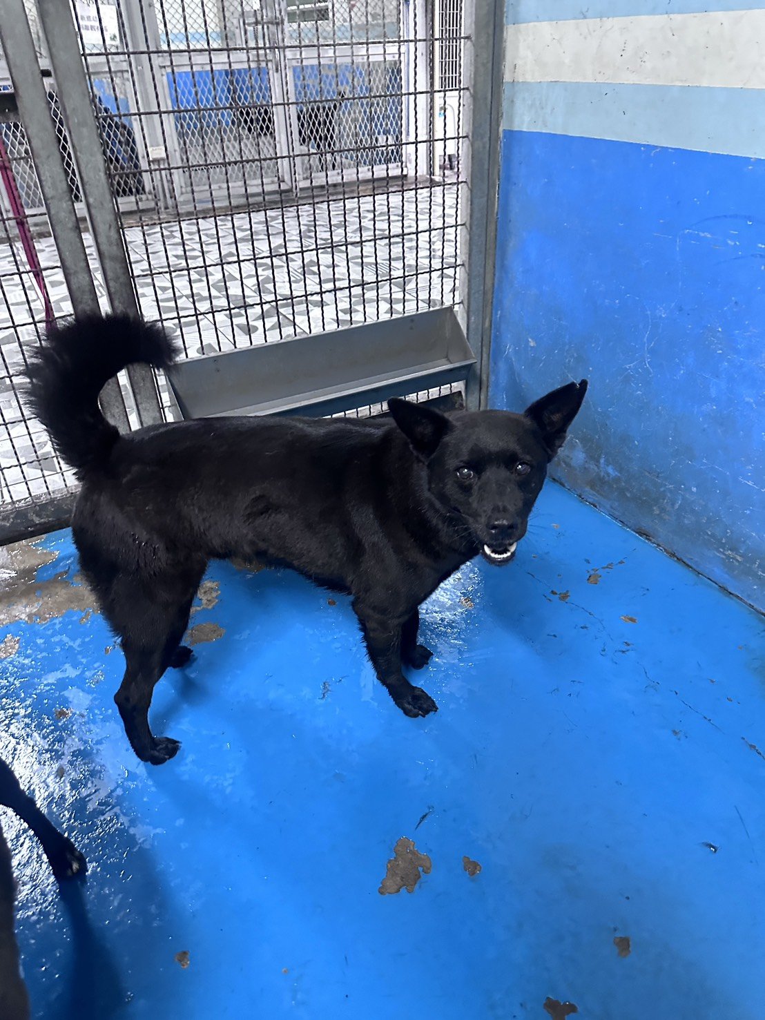混種犬
