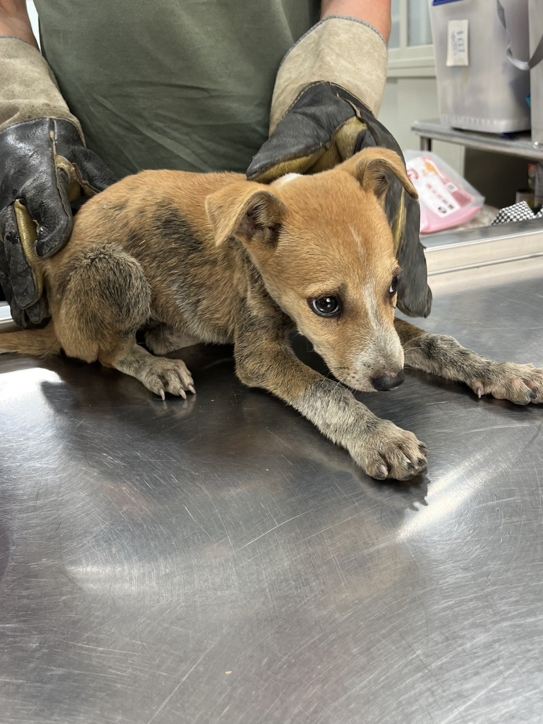 混種犬