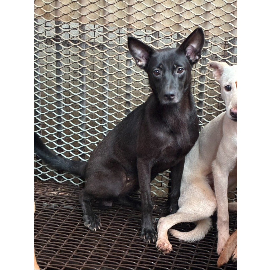 混種犬