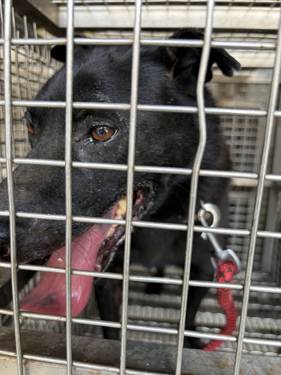 混種犬