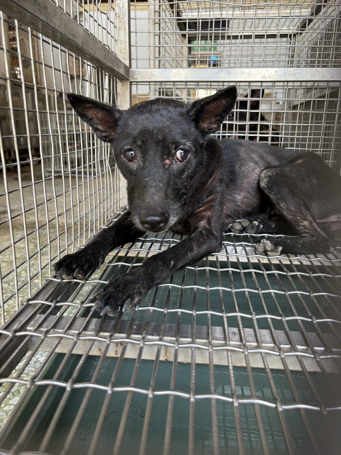 混種犬