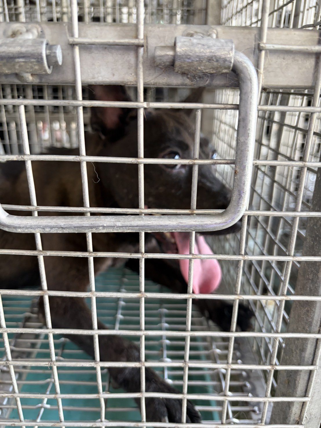 混種犬