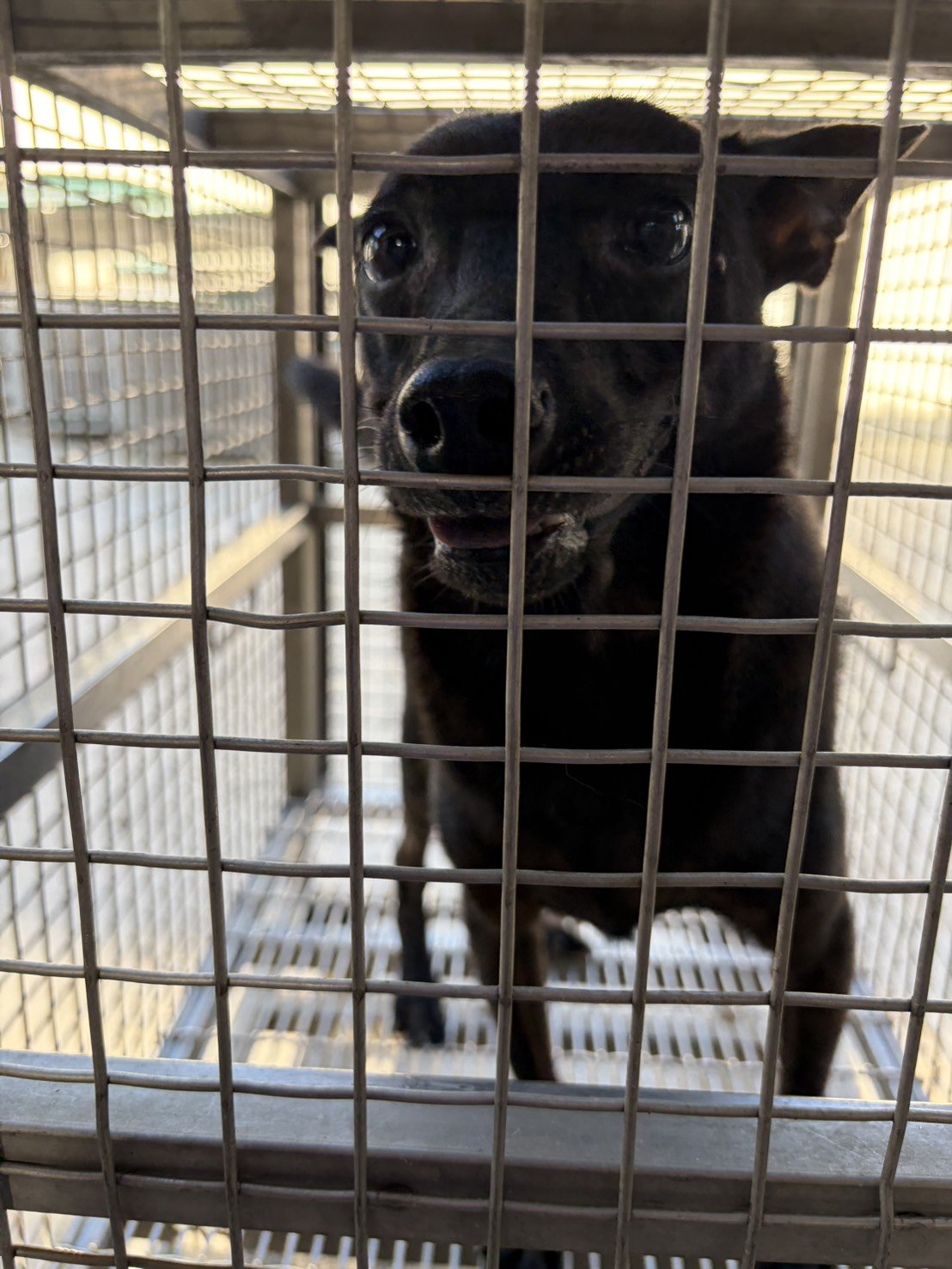 混種犬