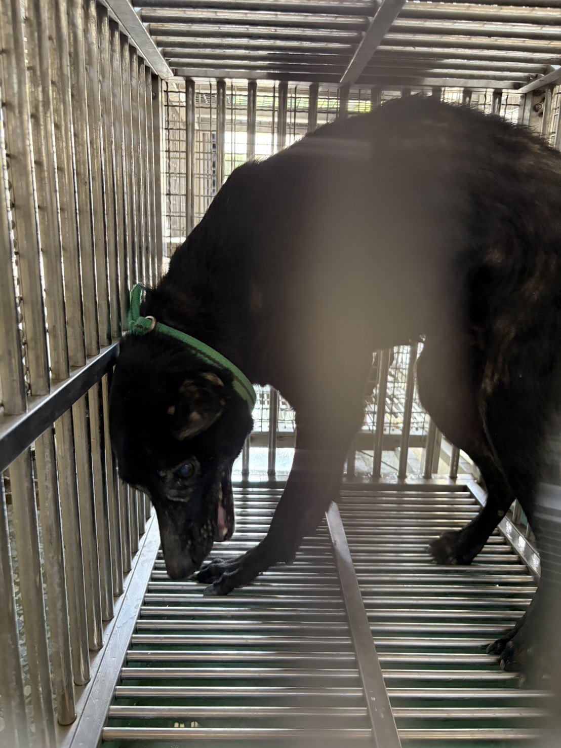 混種犬
