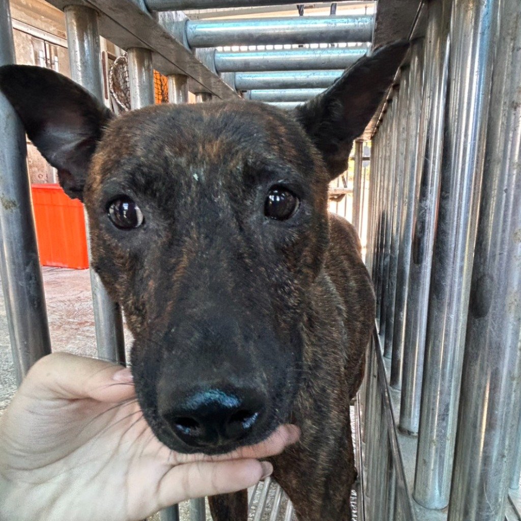 混種犬