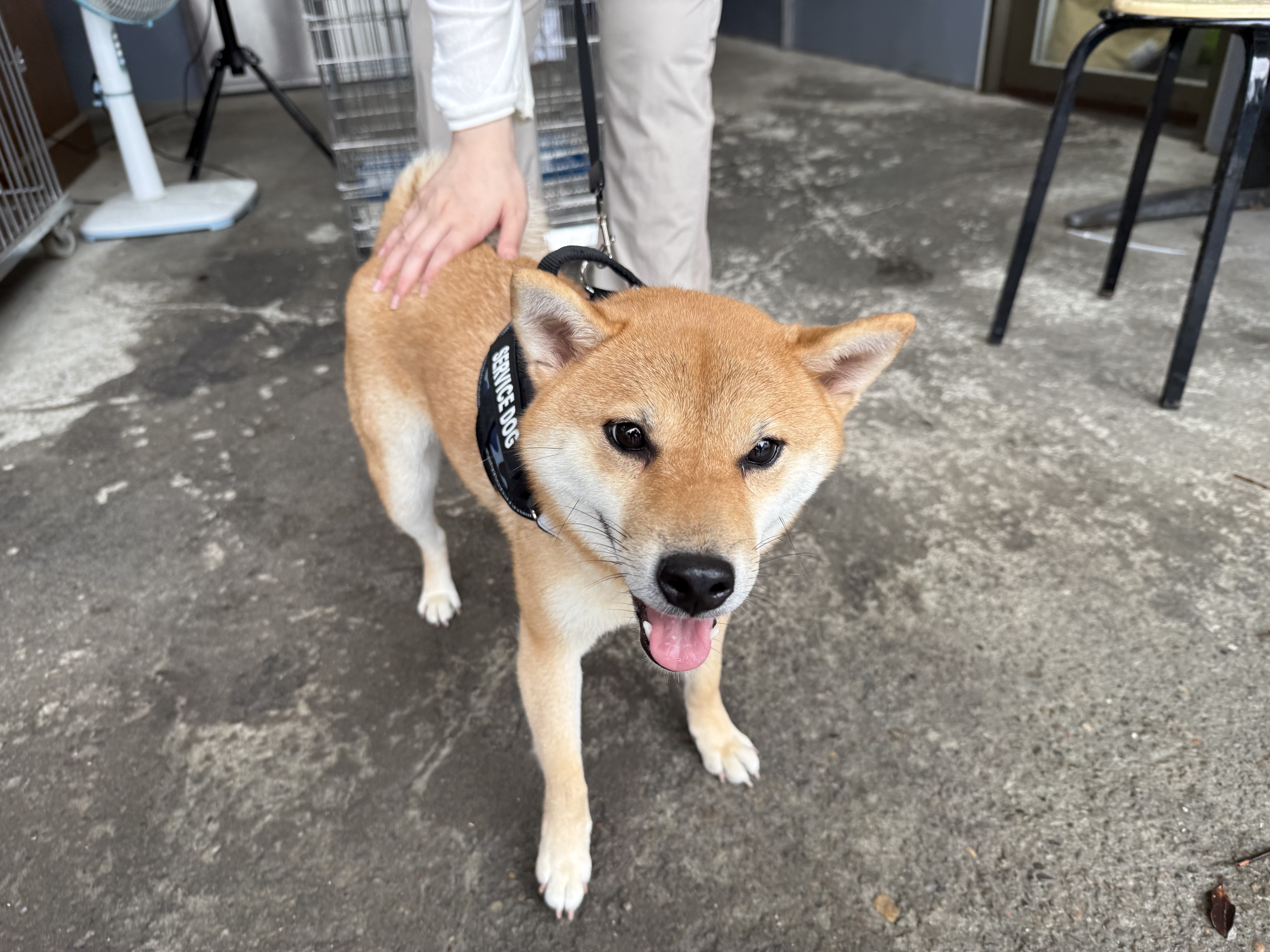 柴犬