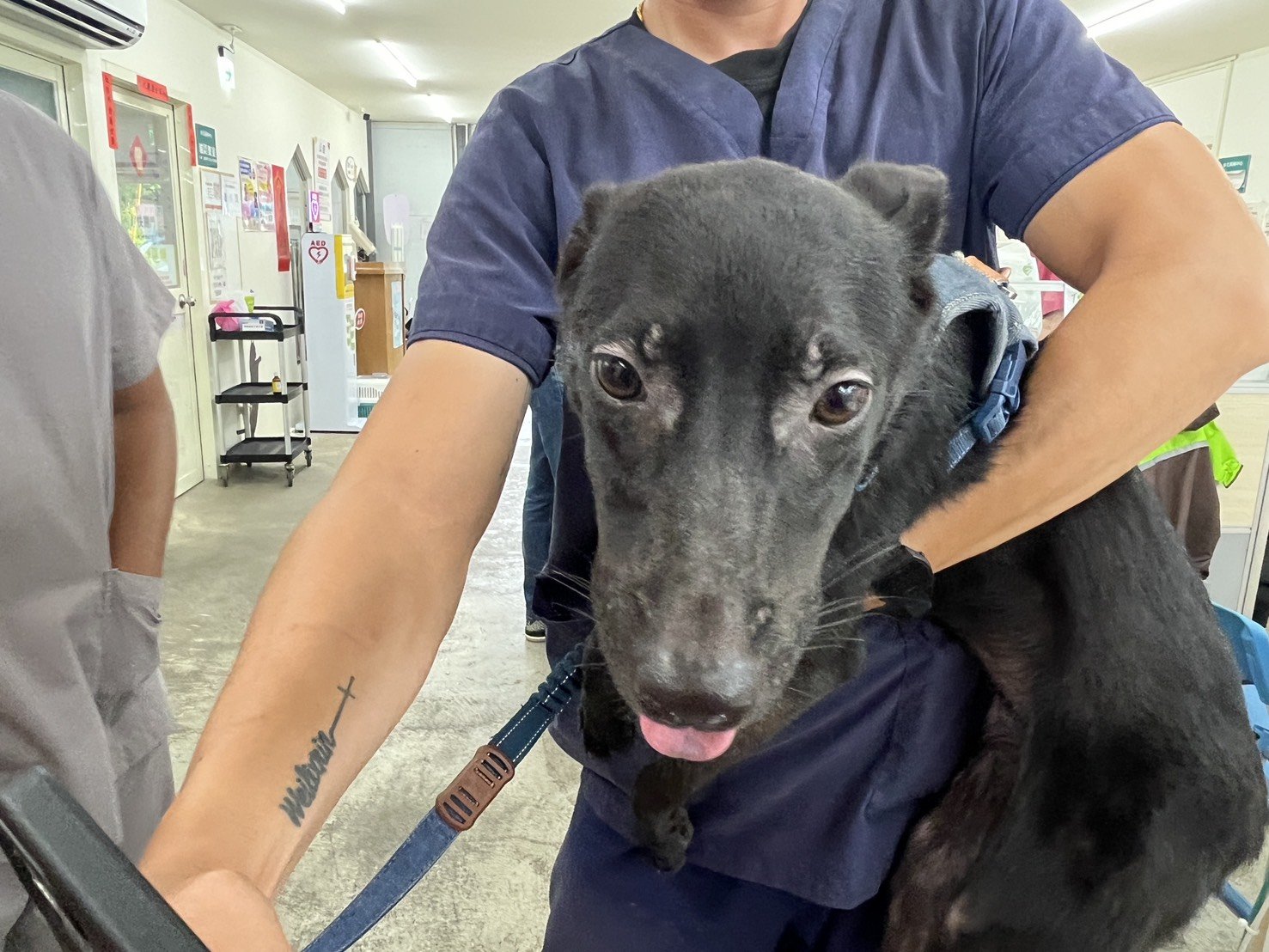 混種犬