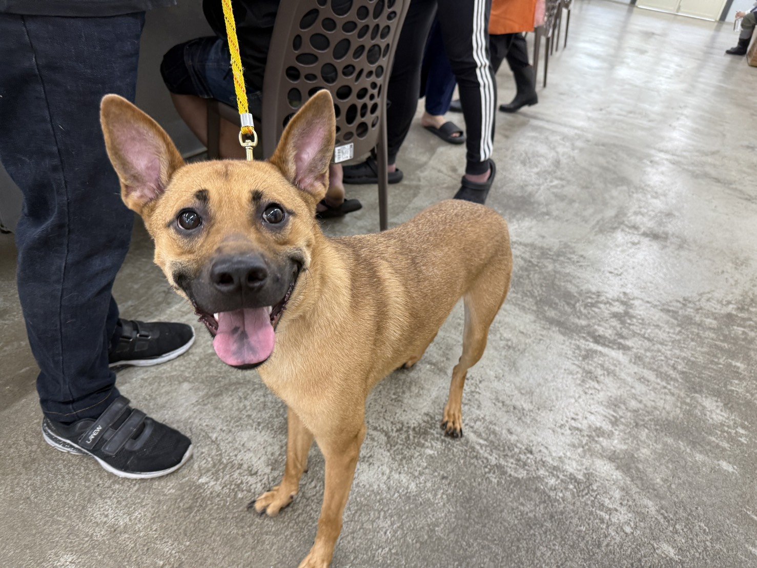 混種犬