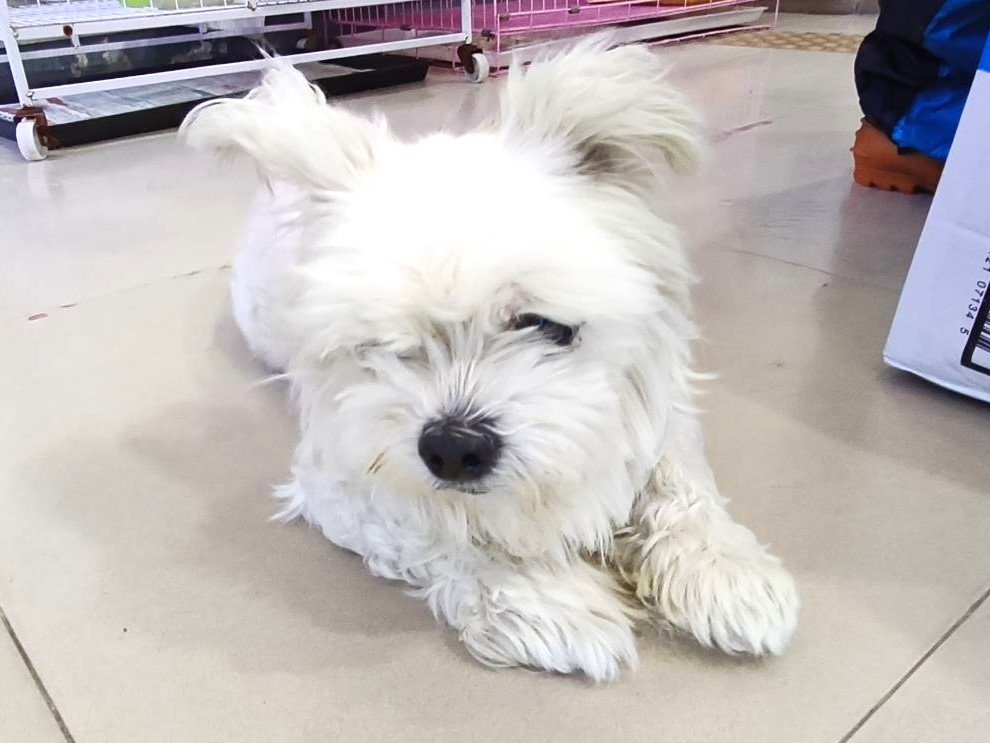 瑪爾濟斯犬