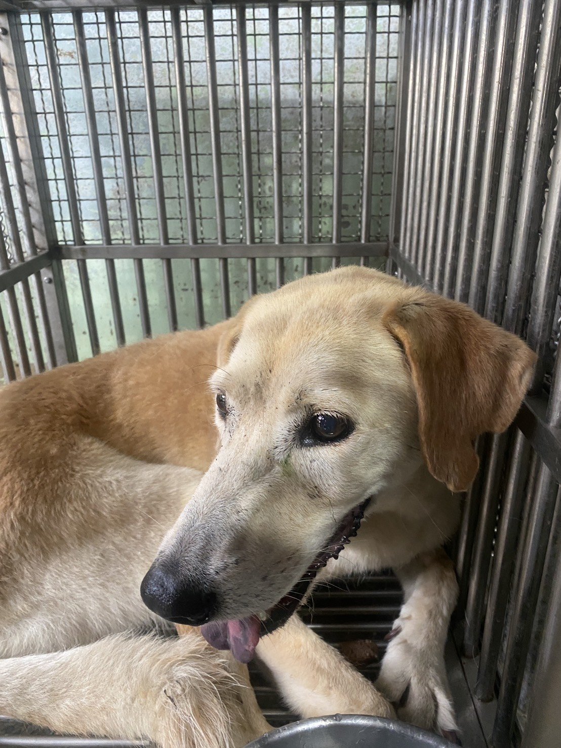 混種犬