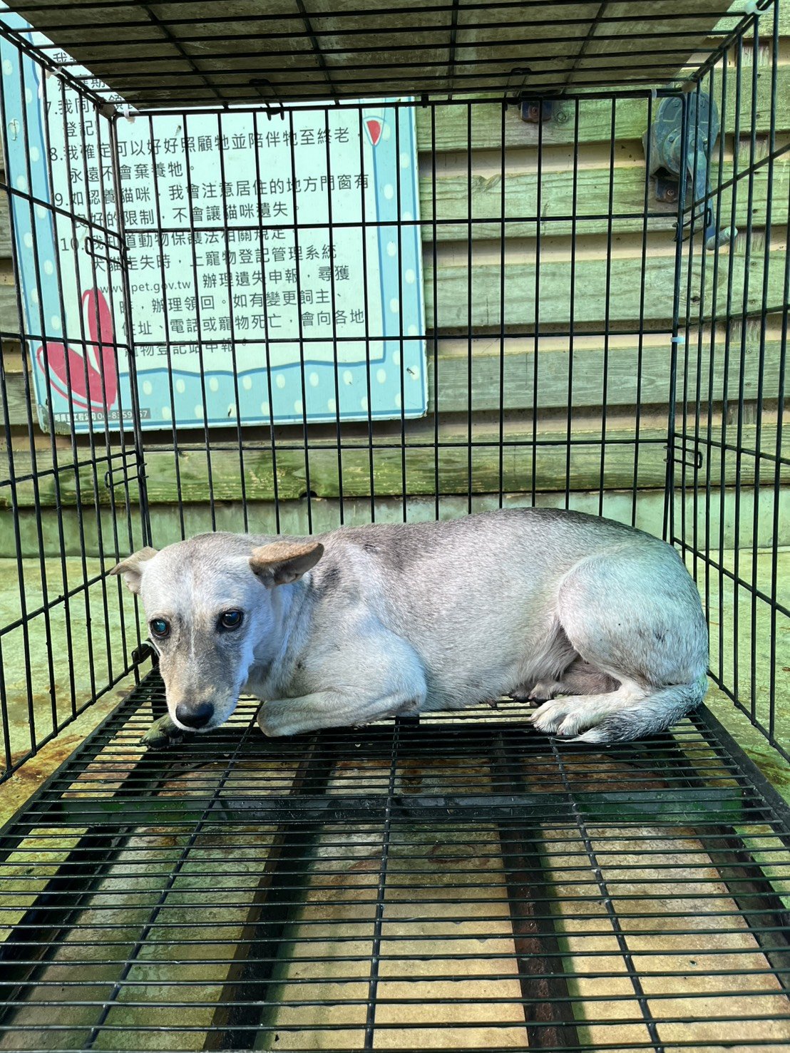 混種犬