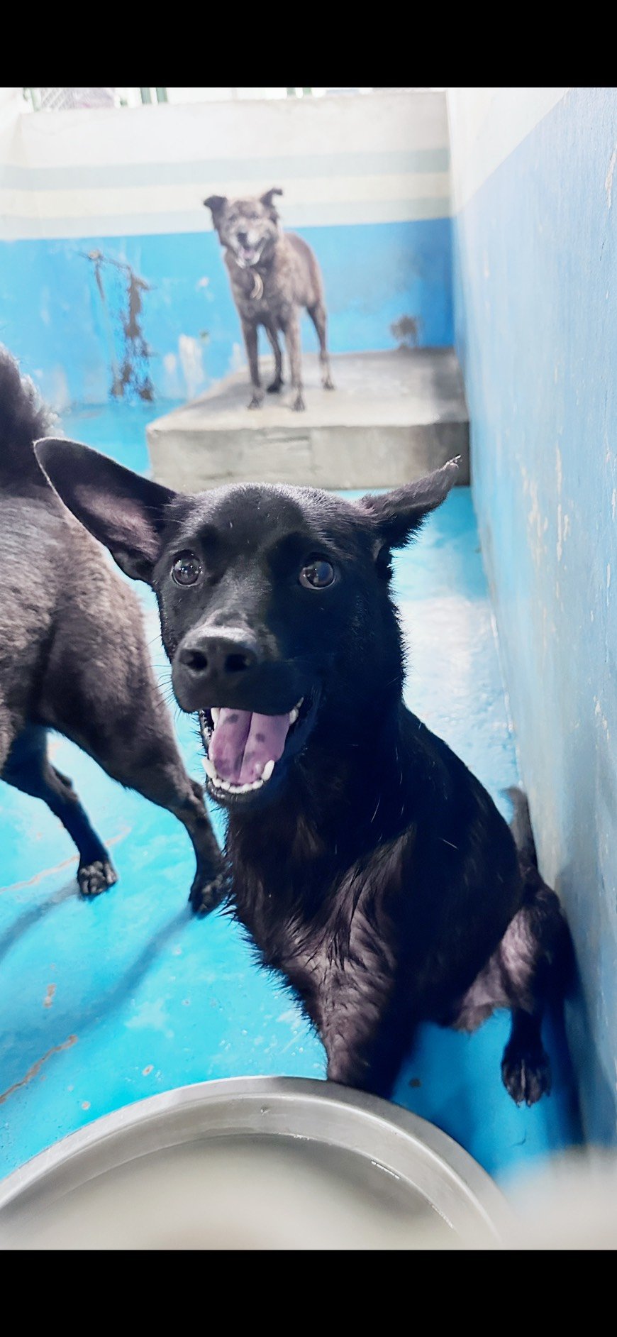 混種犬