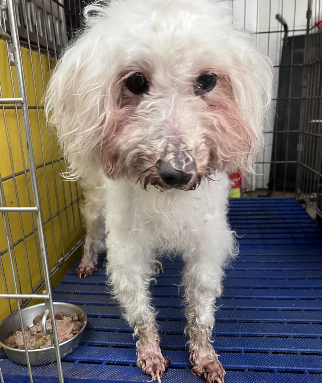 瑪爾濟斯犬