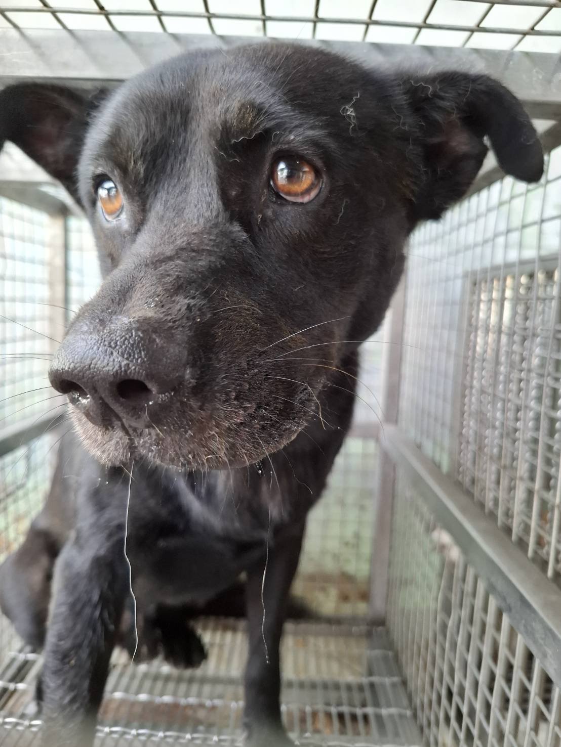 混種犬